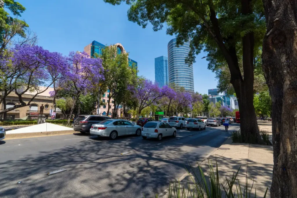 El Paseo de la Reforma, en la Ciudad de México, con los jacarandás en flor